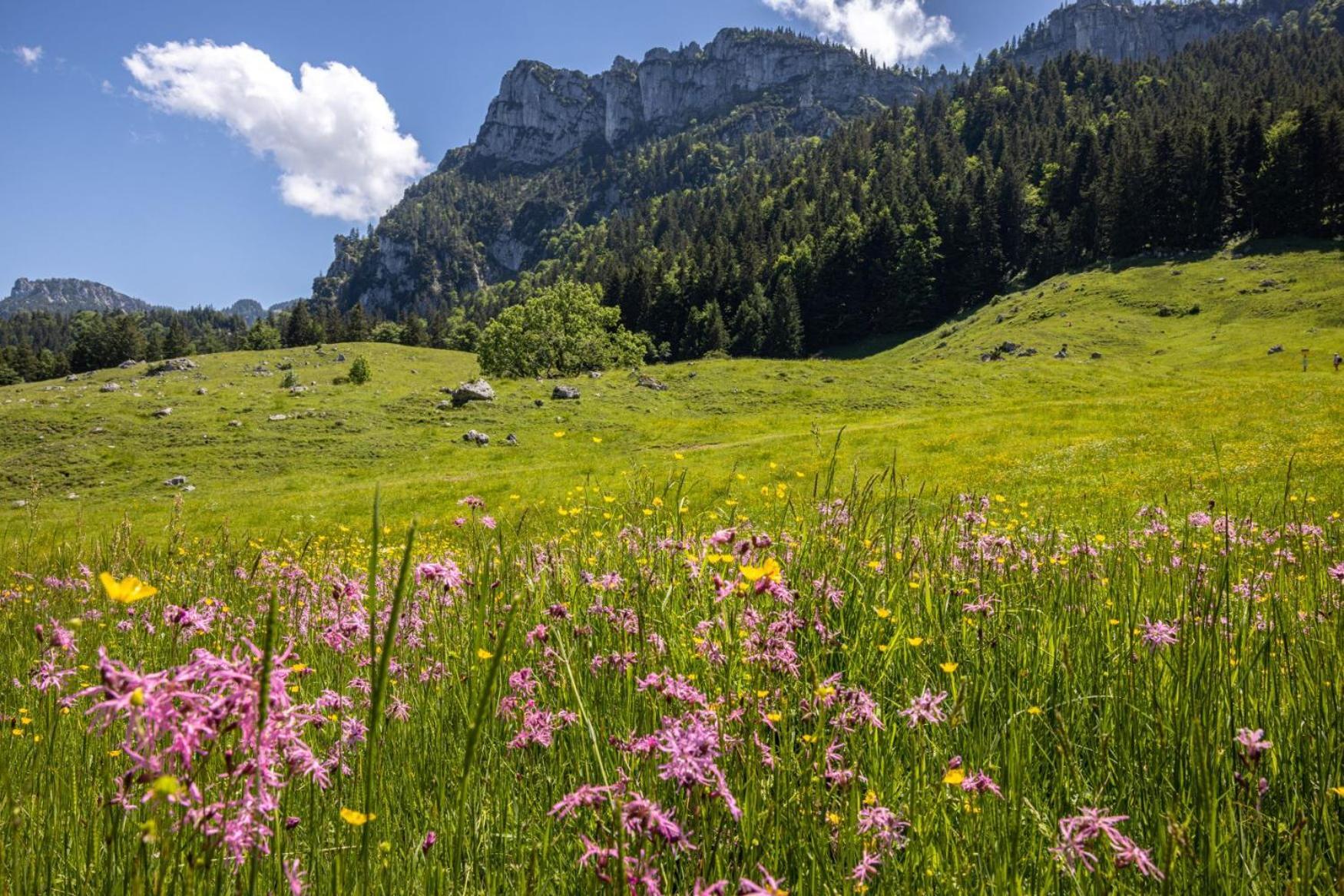 Graublau Appartement Grassau  Buitenkant foto